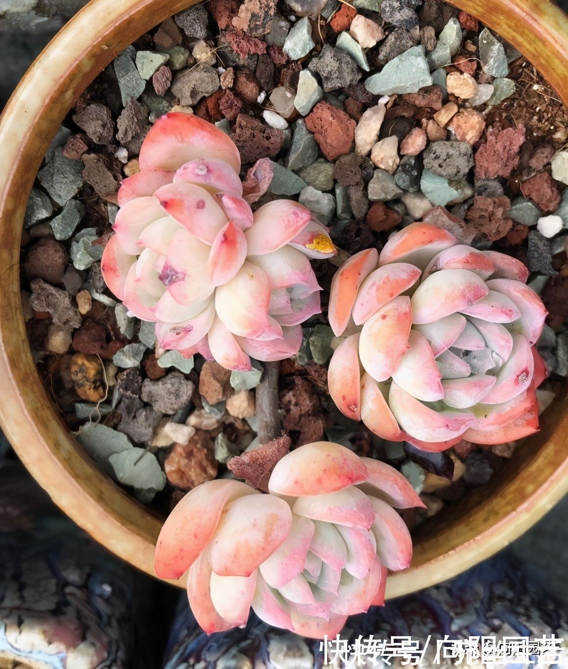 养多肉,用盆就讲究,还别不信,露养用大盆,室内养用小盆