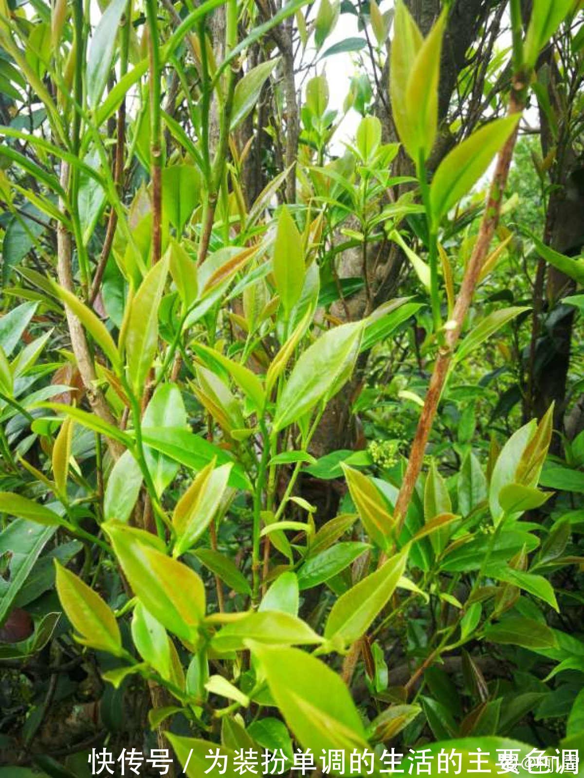 茶叶扔掉太浪费,泡过的、过期的还能这样用,家里老人都不知道