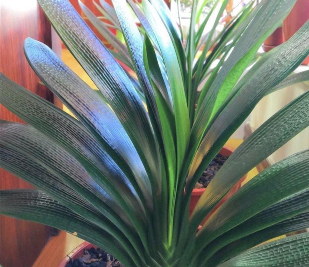 旺盛|君子兰叶子瘦小,不长新叶,4个方面多注意,很快恢复旺盛