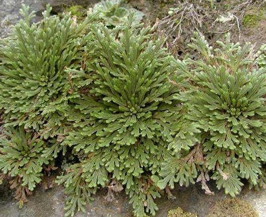 适应能力|传说中的“九死还魂草”,农村路边到处都是,药用价值极高