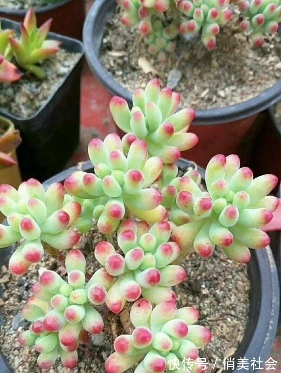 叶片|养多肉,最怕掉叶子,平常少浇水,多晒太阳,多肉不掉叶