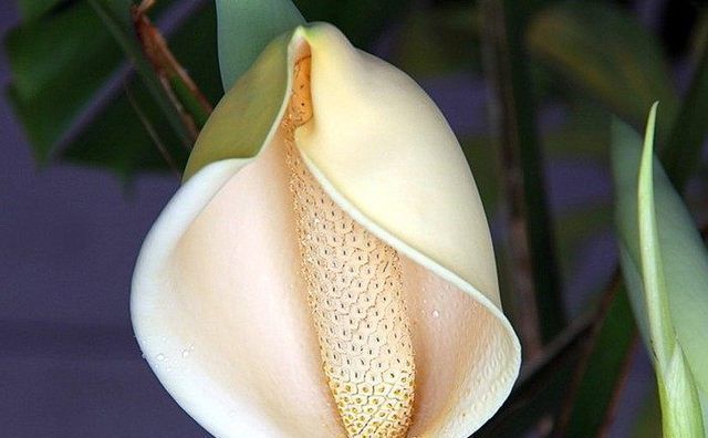 盆栽龟背竹也能开花结果,花期也较长,但开一次花不容易