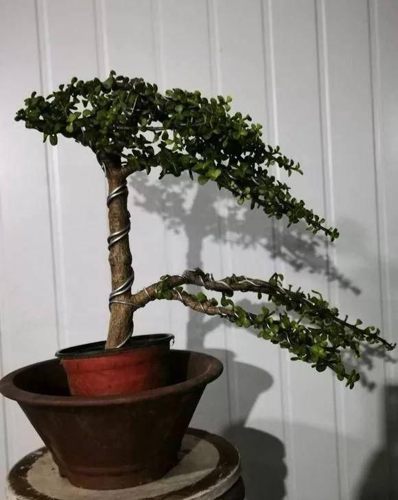 盆景|想要把金枝玉叶养成漂亮的盆景,这么做就对了