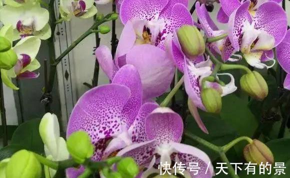 垃圾箱|邻居丢掉的花卉，看着太可惜了，捡回家处理下，照样能养好