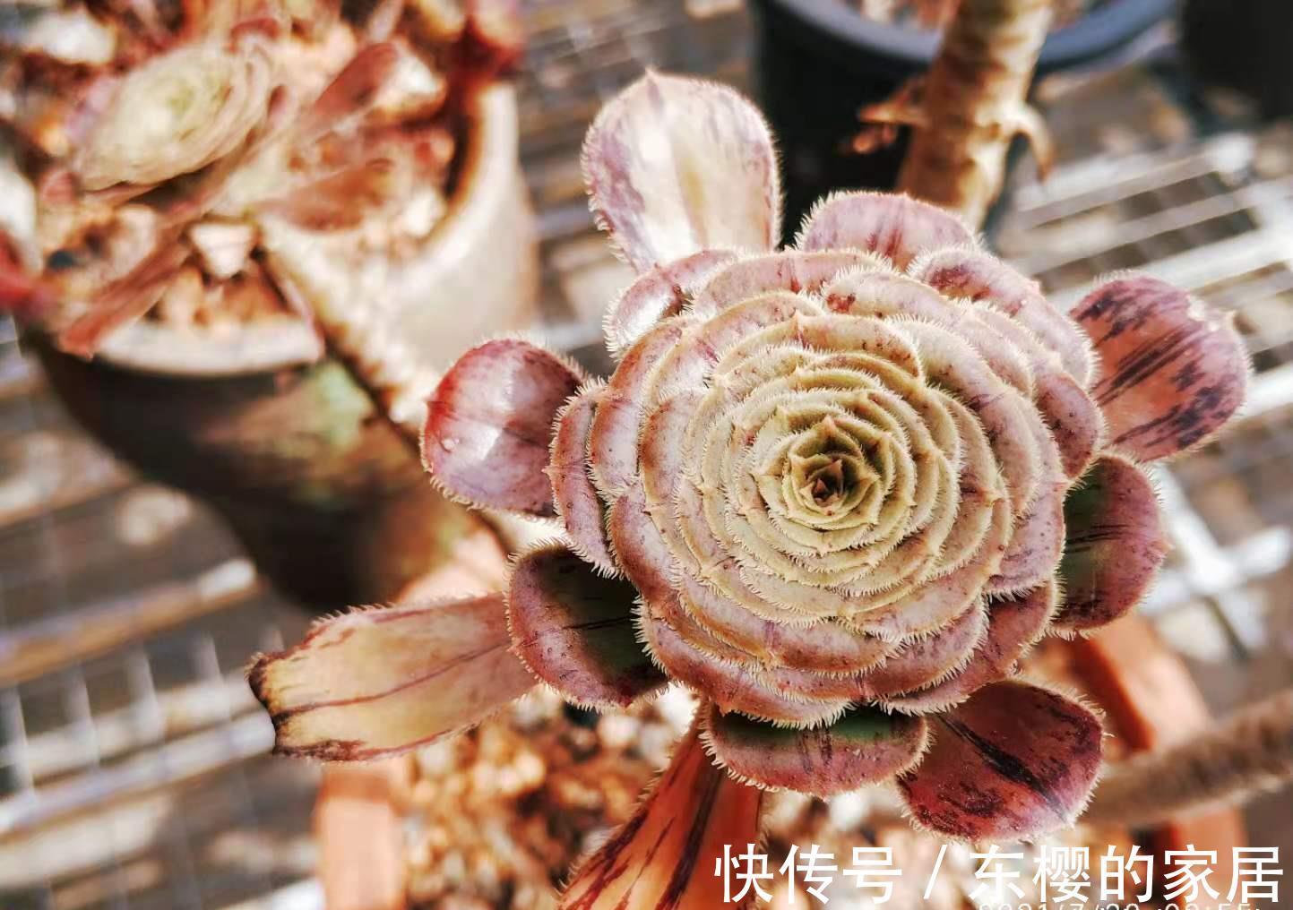 肉友|法师系多肉都有臭味?那是谣传,此8种法师都没味道,大家放心养