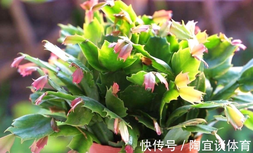 家中养蟹爪兰，夏天有“3怕”，提前了解好，才能安全度夏