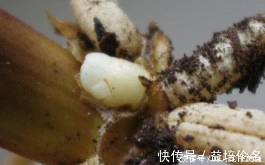 高手养君子兰,1片叶子长1株,蘸点它2周窜白根,3年养200棵