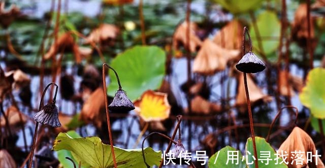 维生素c|寒露过后,不论贫富,记得吃“3红3白”,应季而食,为身体打基础!