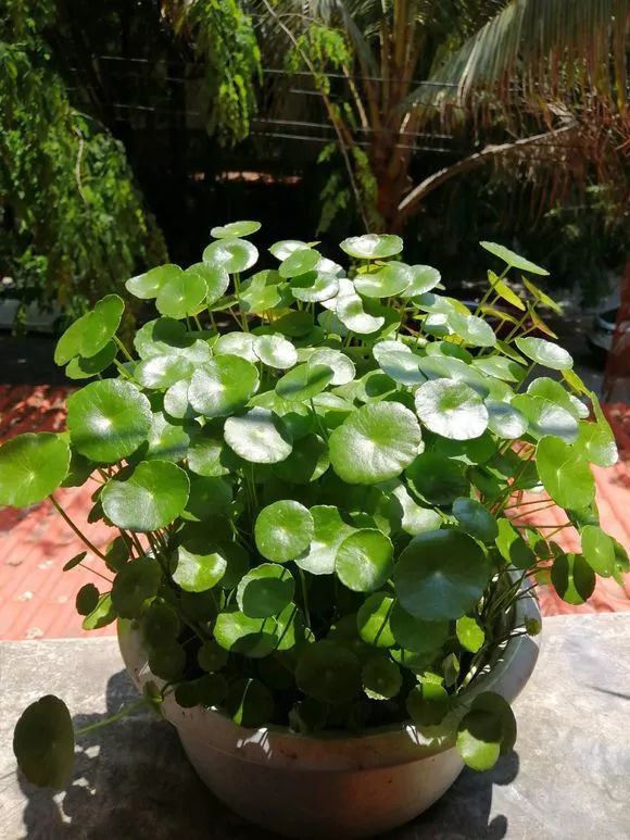 家家|4种名字“有钱”的花,越养越有钱,家家必备!