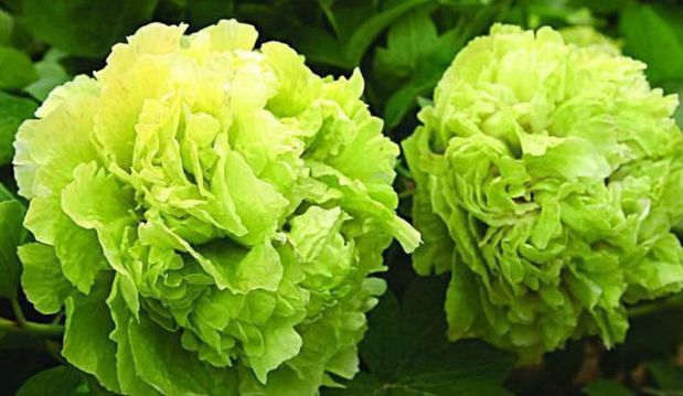 喜欢菊花,就养盆“绿牡丹”青柳,开花爆成花海,越看越美