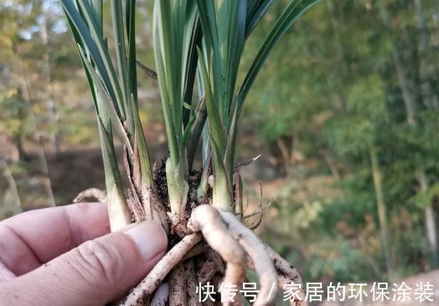 兰花|用细土种植兰花，真的会烂根腐苗吗？兰友：真正的窍门没弄懂