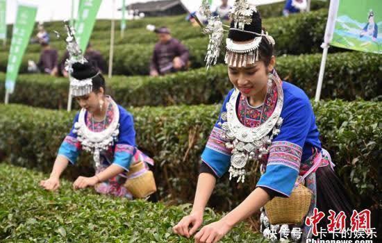  广西侗乡20万亩早春茶立春开采