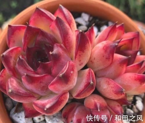 多肉浇水大全,掌握了轻松养成肉墩子,5分钟学会!