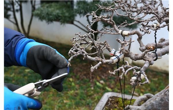 古猗开展盆景修剪 提升园容园貌意境