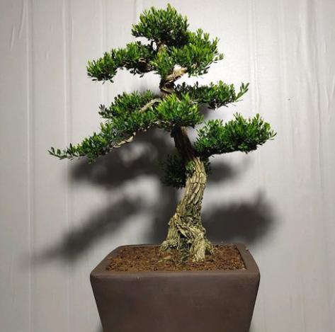 黄杨盆景爱黄叶,纠正2个“小动作”,快速养出高端大气盆景桩