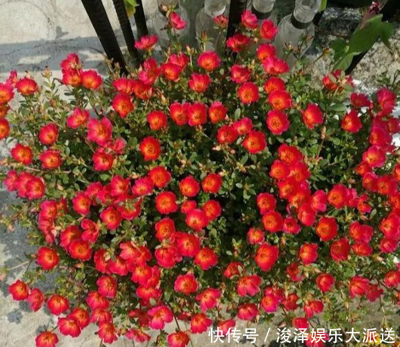 太阳花|咋“折腾”都不死的4种花,越修剪越旺,很难养死