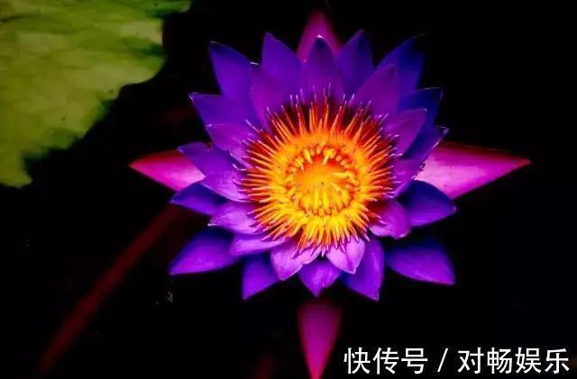 世界上最贵的花,一盆就是一座房子!看过的贵气满满