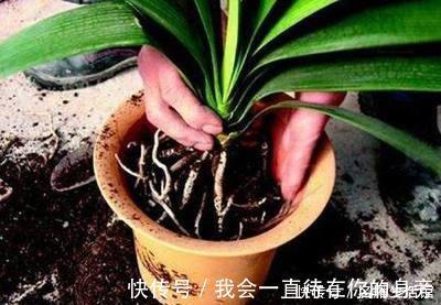 高手教你养君子兰，盆里埋2种东西，长得根粗、叶绿