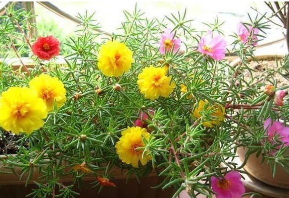 4种花随手放土里就能活，浇点水，7天就长根，坐等爆盆！