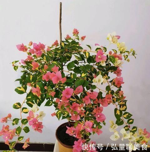 给三角梅修剪,记住“时间点”,开成大花团,真正的“开花机器”