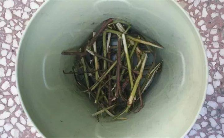 水杨酸|它是天然“生根剂”,给花浇一点,根系壮猛发芽!