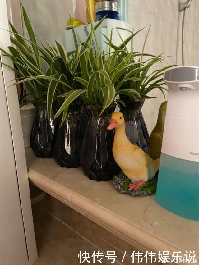 地方|夏天养花,这个地方千万别摆,否则3天死翘翘