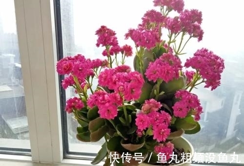 花肥|最厉害的营养液:给长寿花喝一勺,花开鲜艳,花期长达180天!