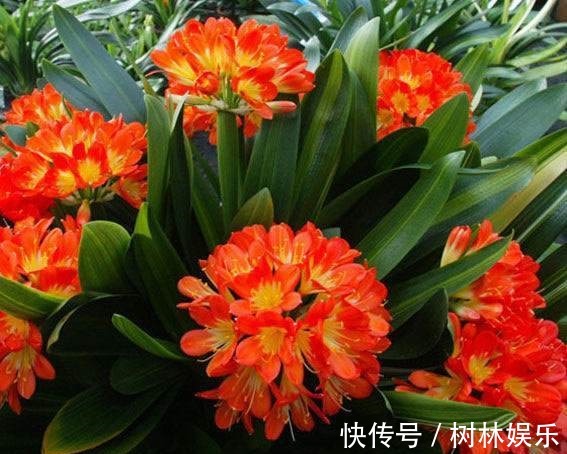 兰花|君子兰不开花大爷有“妙招”，花朵蹭蹭冒，叶片绿油像打蜡一样