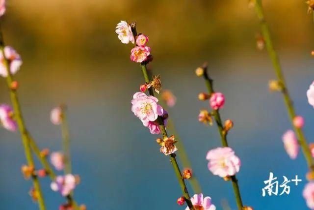 后山|普宁南溪：灼灼桃花源 悠悠水乡中