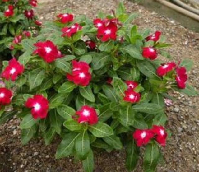 最好养的花,一粒种子繁殖一大盆,几乎全年开花,快养上一盆吧