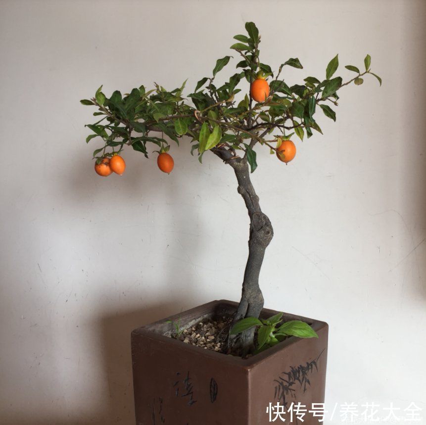 君子兰|越养越升值的6种花，养花相当于赚钱，你养了吗？