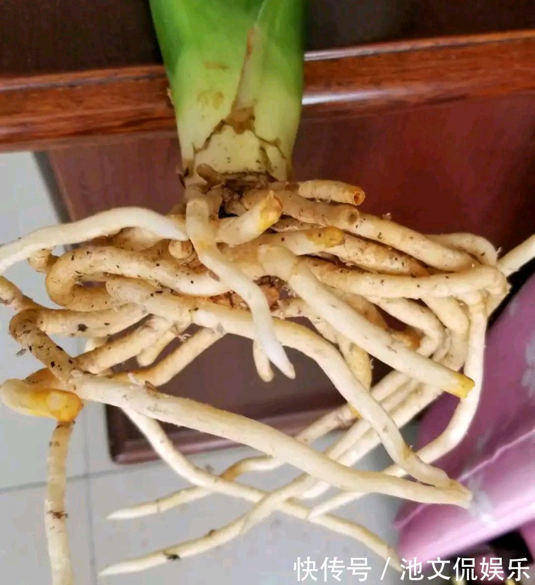 养护|烂根的君子兰水苔捂一捂，发根很轻松，只需3个月，小白根爆盆