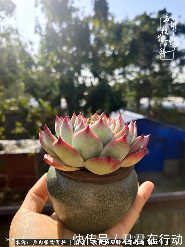 唯有植物,我的人生才不孤独!