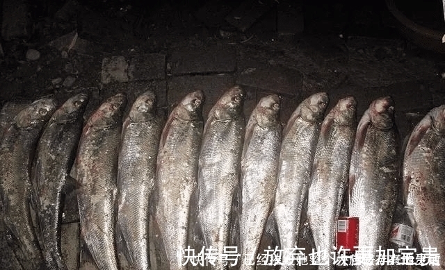小鱼|长江该禁止钓鱼一男子长江“疯钓”野生白鱼,引网友怒怼