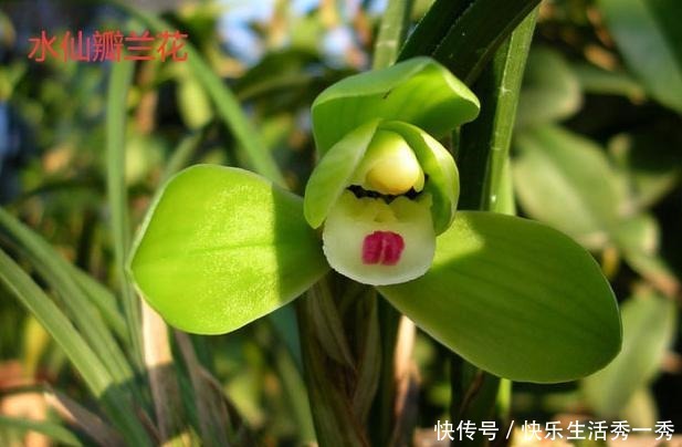 名贵兰花价值百万、千万,那什么兰花才算是名贵兰花!