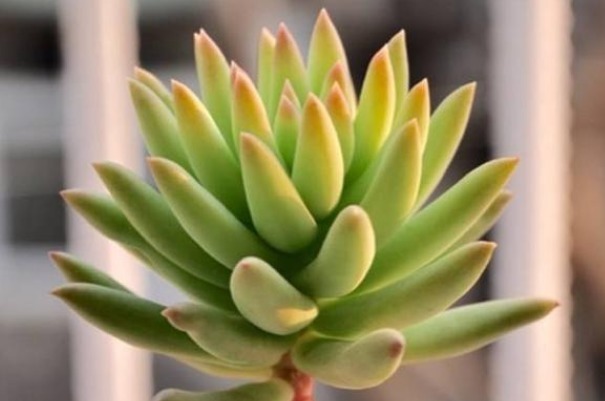 此花就像佛祖张开的大手,花语是带有善意的,象征着无私的祝福!