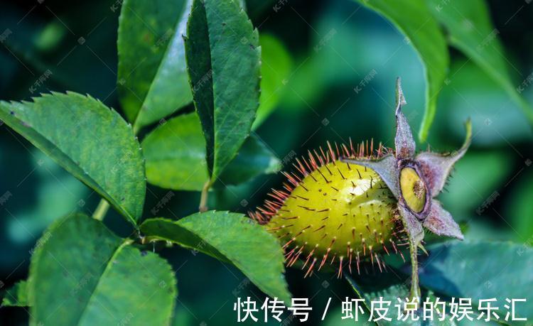 山鸡|农村一种野果,人称“山鸡头子”,泡酒是一绝,常喝能养生保健