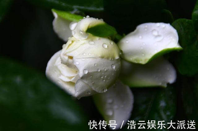 栀子花|扦插的栀子花生根了，移栽注意这几点，服盆快成活率高