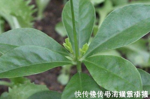 中老年人|农村的一种“假人参”,可吃可入药、营养非常大,见到不要错过