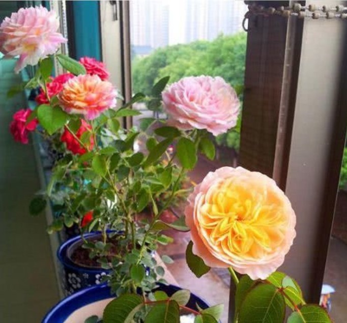 4种花,夏天不怕热,冬天不怕冷,四季都有花赏,满屋子飘香!