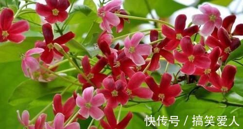 月季花|3种花是花中劳模，一开就能爆盆一片花海，四季都能有花赏