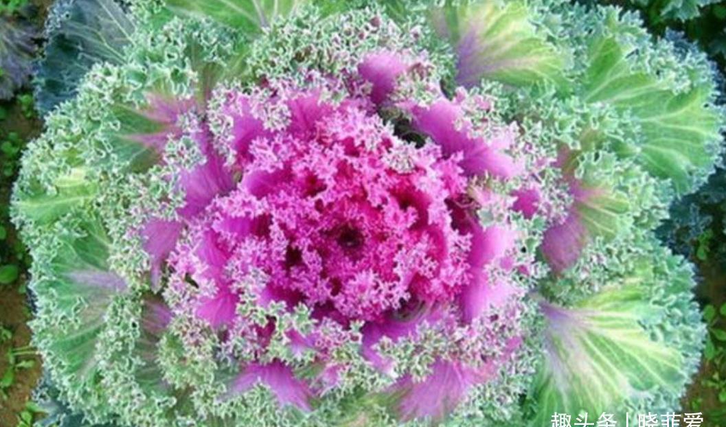 6种常见的“漂亮花”,好养少浇水,养成盆景“身价”翻倍