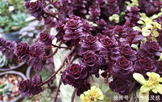 令人陶醉的小球玫瑰,不得不说小球玫瑰的爆盆能力太强!