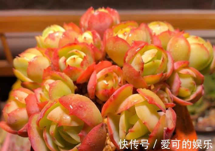 秋冬养碧桃,了解掌握几个要点,颜色靓丽爆小崽,长成小老桩