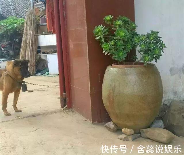 坛子|他用菜坛子种多肉，1分不花，呼呼长成“大米饭”！