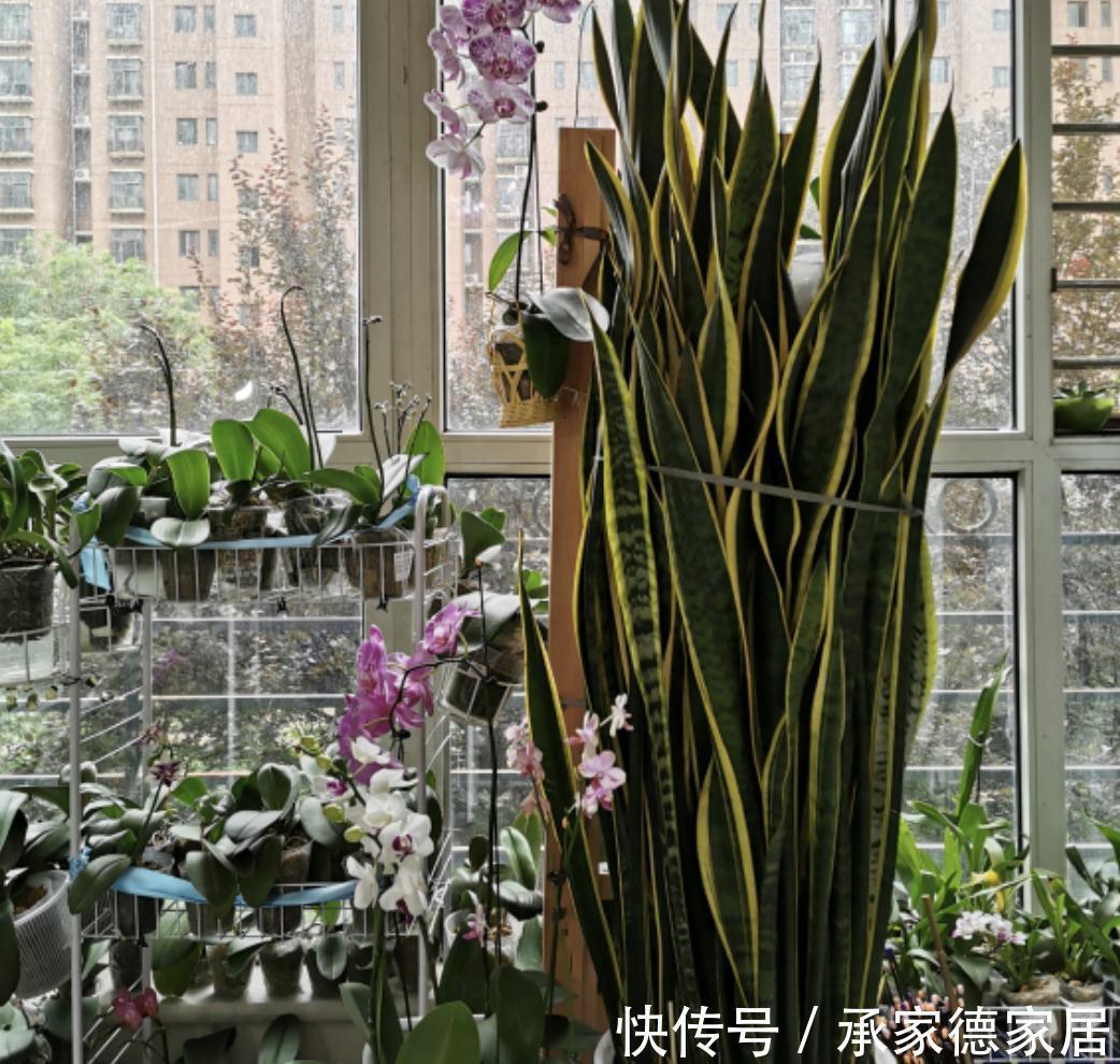 金边“虎皮兰”家家有,若想养漂亮,学“此招”,窜窜长大个