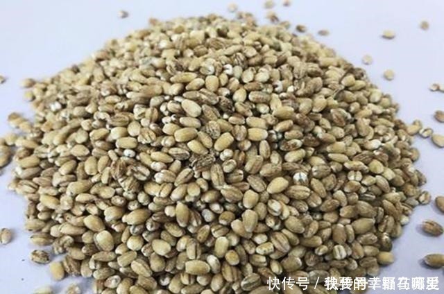 麦粒|3种麦粒鱼饵制作方法分享,想学的别错过