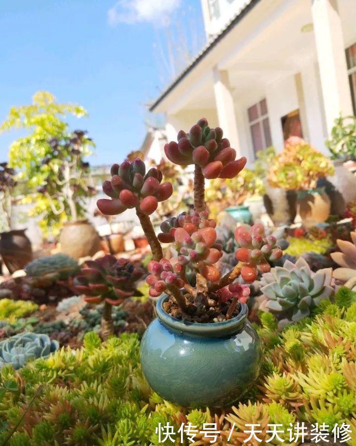 爸妈不在家,我在院子里疯狂种多肉,倍儿爽