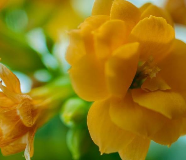 新手|老花匠“折磨”花有心得，花苞蹭蹭冒出来，不费心思新手都能操作