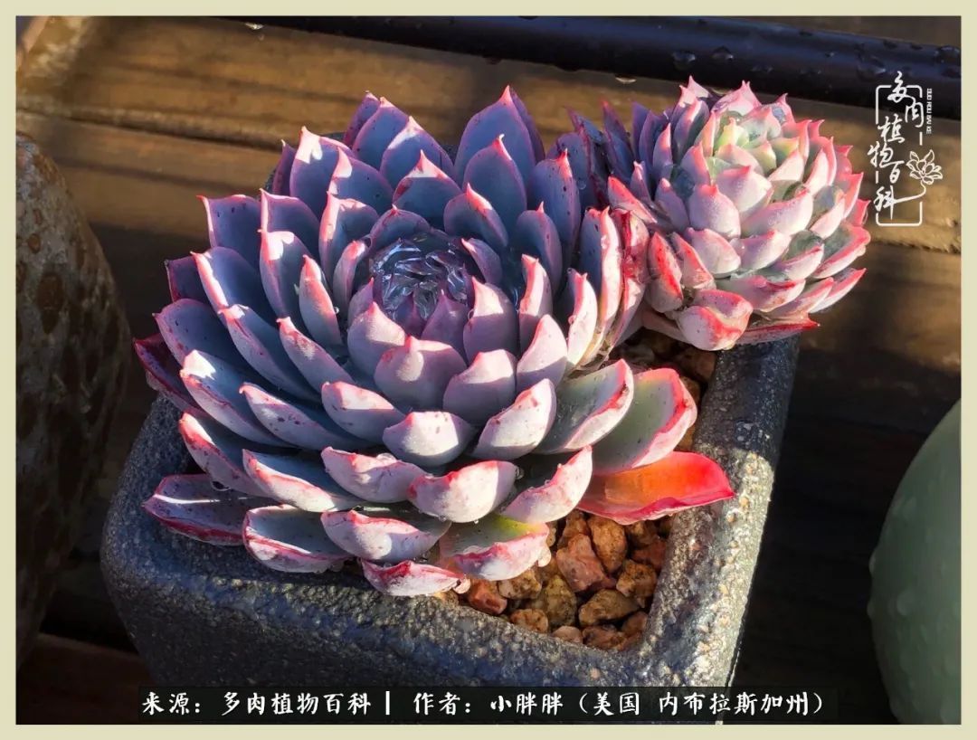百科|这多肉对比图太上头了!小白鄙视链奋斗记之咸菜干也有春天!